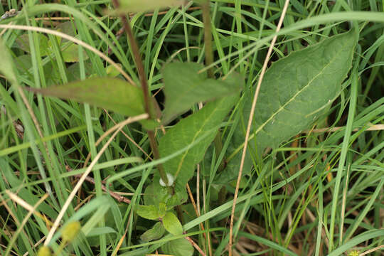 Image of marsh hawk's-beard