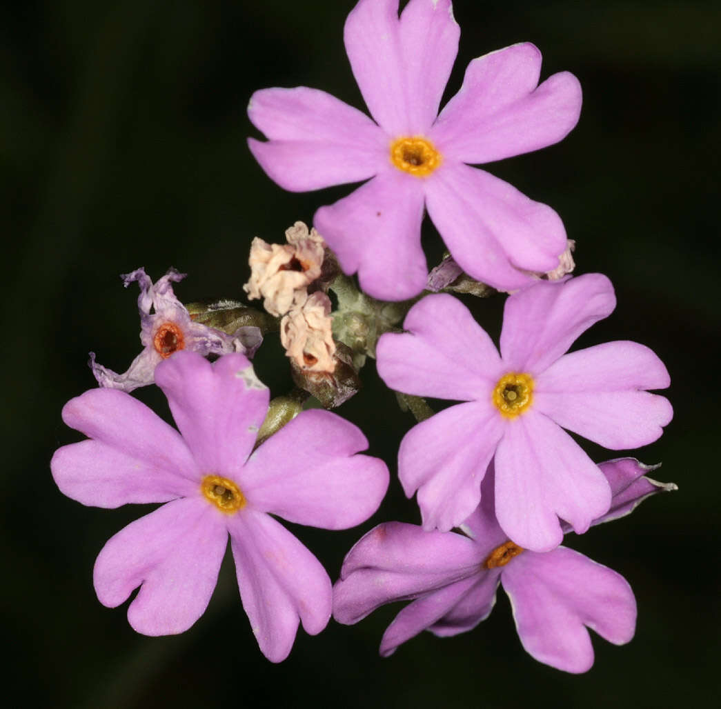 Image of Bird's-eye Primrose