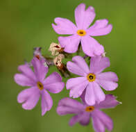 Image of Bird's-eye Primrose