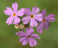 Image of Bird's-eye Primrose