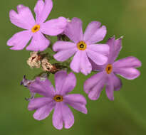 Image of Bird's-eye Primrose