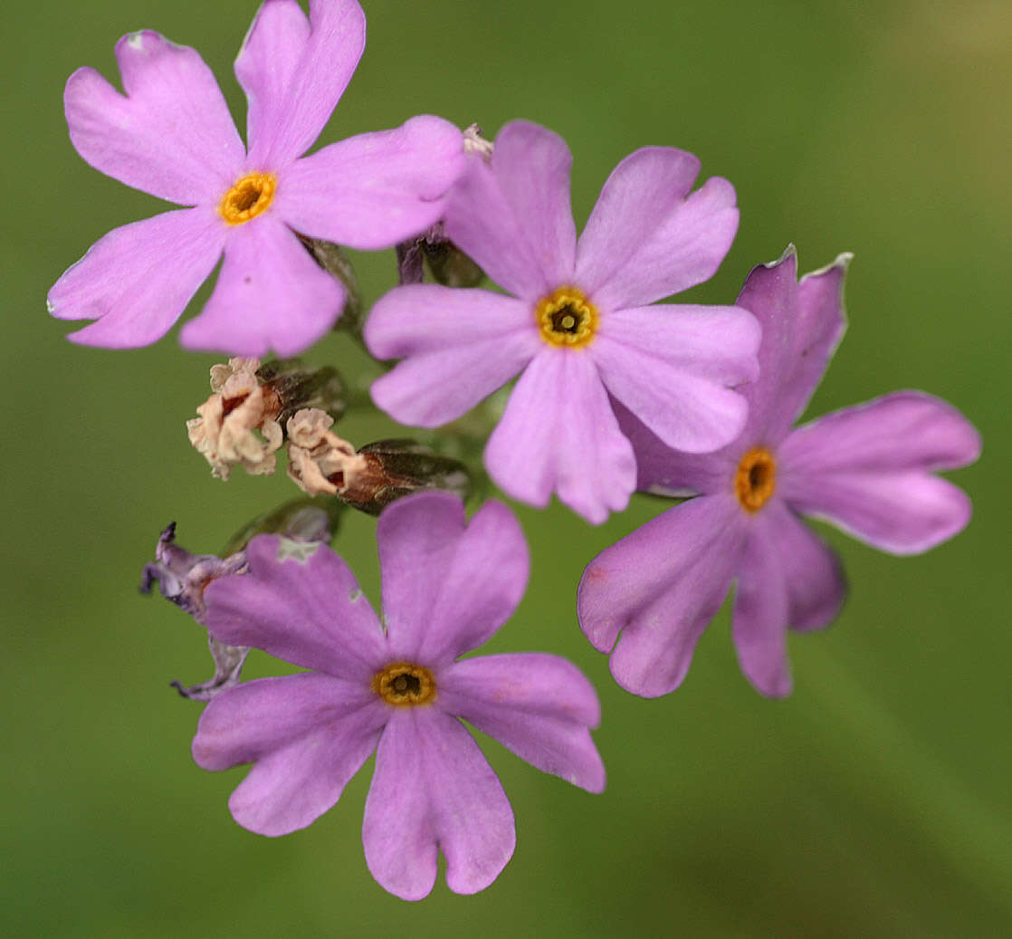 Image of Bird's-eye Primrose