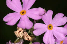 Image of Bird's-eye Primrose