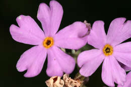 Image of Bird's-eye Primrose