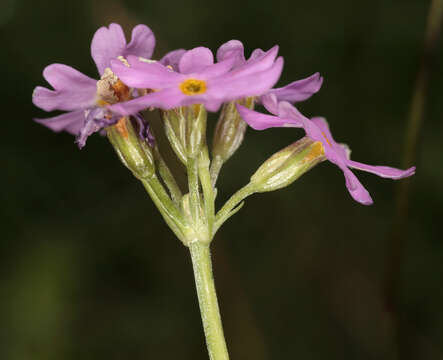 Image of Bird's-eye Primrose