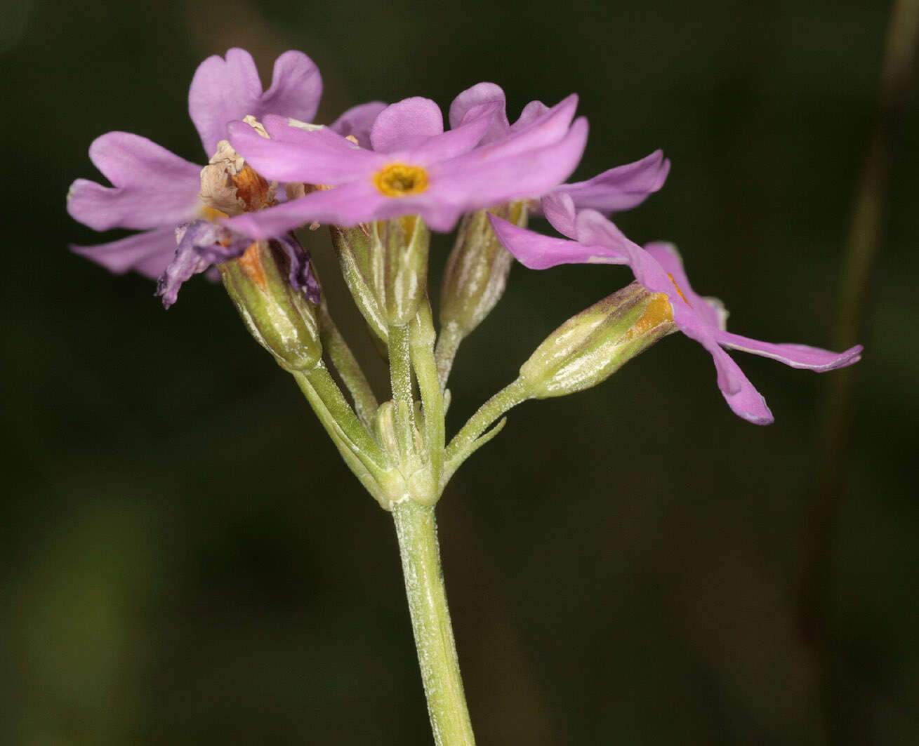 Image of Bird's-eye Primrose