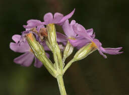 Image of Bird's-eye Primrose