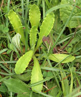 Plancia ëd Primula farinosa L.