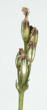 Image of Bird's-eye Primrose