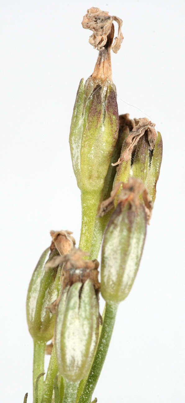 Plancia ëd Primula farinosa L.