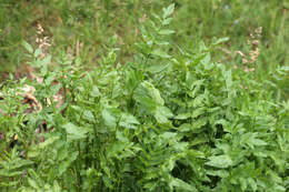 Image of Fool's-Watercress