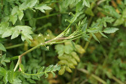 Imagem de Helosciadium nodiflorum (L.) Koch