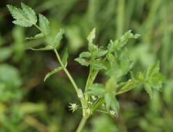 Image of Fool's-Watercress