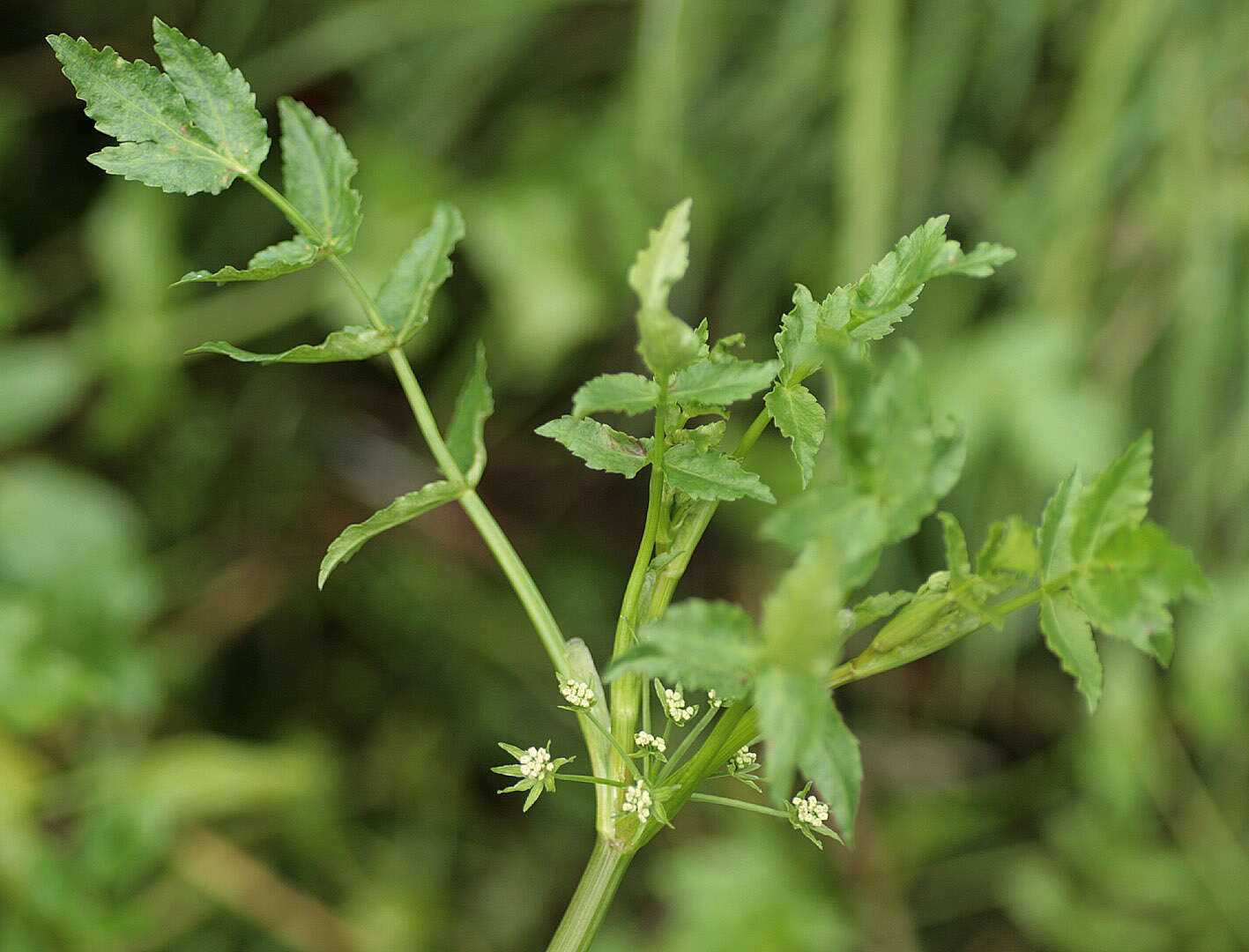 Imagem de Helosciadium nodiflorum (L.) Koch