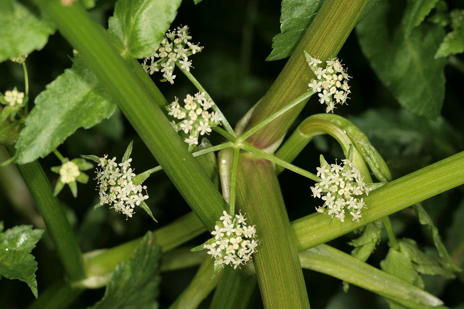 Imagem de Helosciadium nodiflorum (L.) Koch