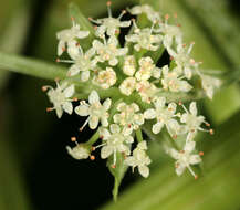 Image of Fool's-Watercress