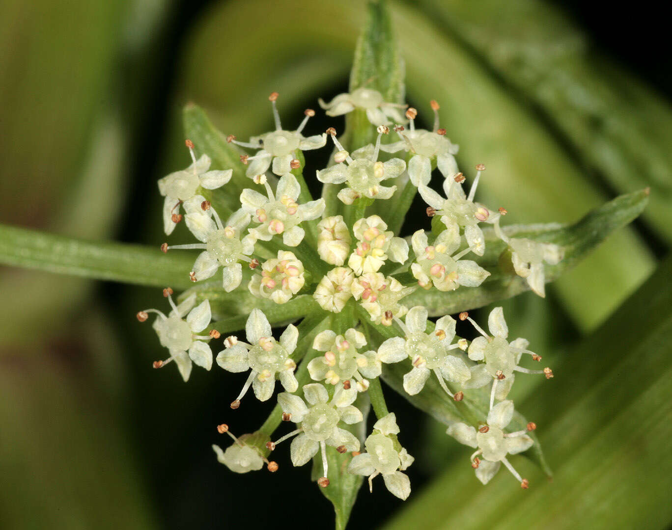 Helosciadium nodiflorum (L.) Koch resmi