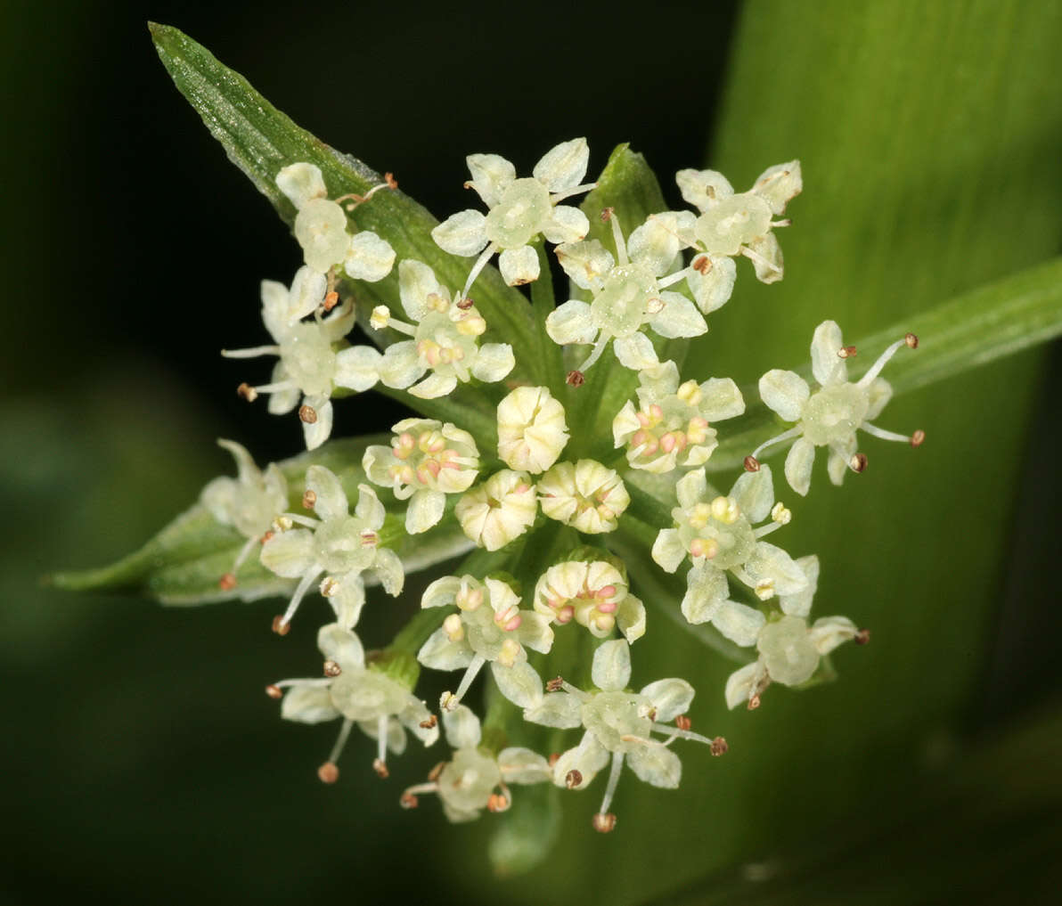 Image of Fool's-Watercress