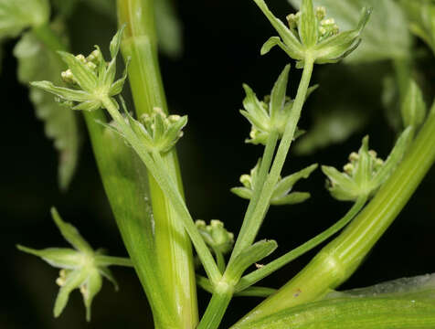 Helosciadium nodiflorum (L.) Koch resmi