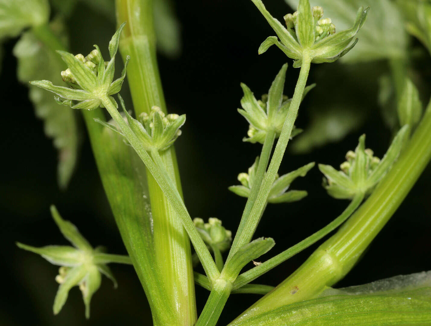 Image of Fool's-Watercress