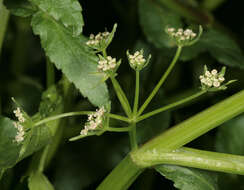 Image of Fool's-Watercress