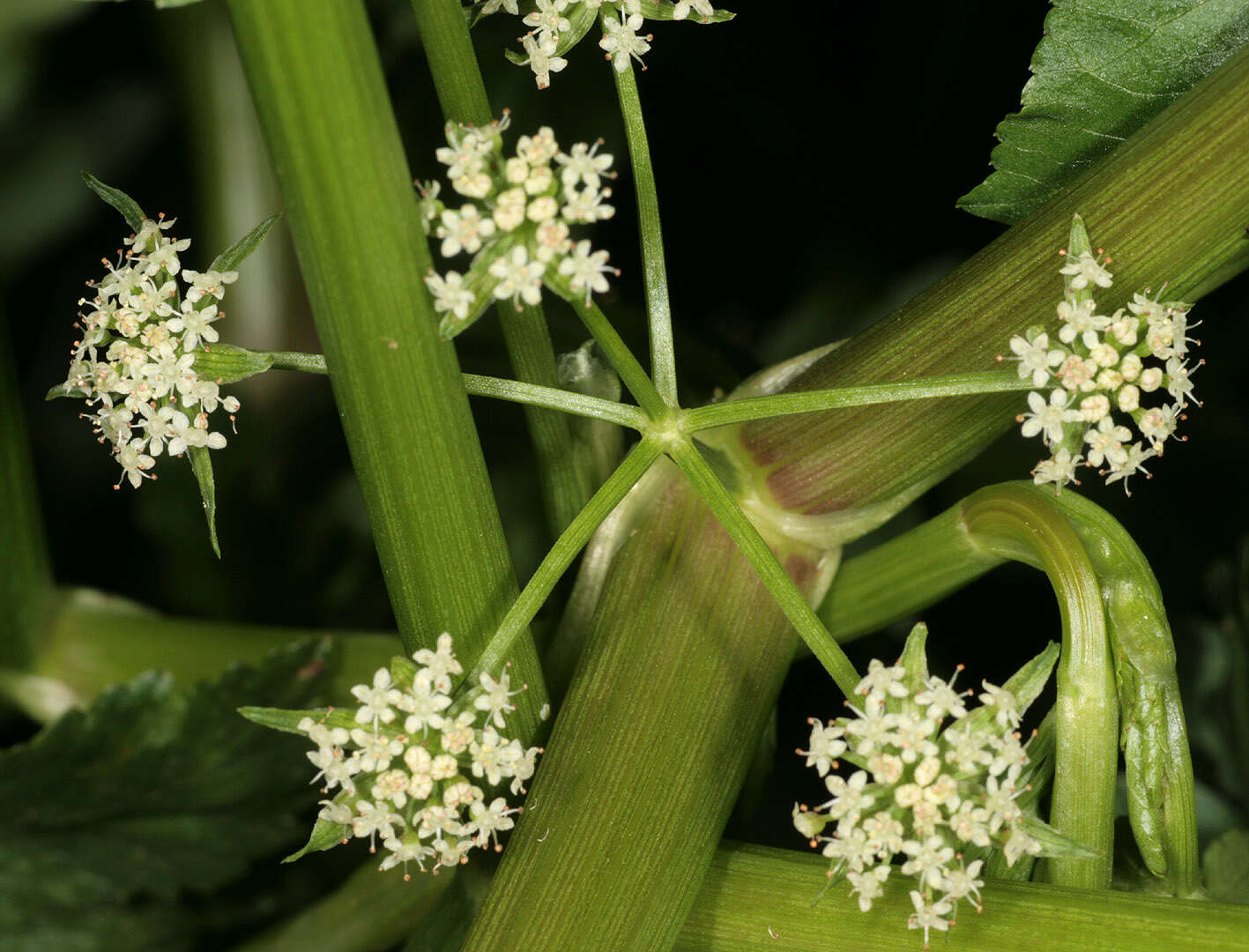 Helosciadium nodiflorum (L.) Koch resmi