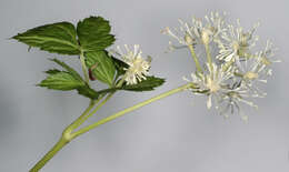 Image of Baneberry