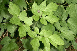 Image of Baneberry