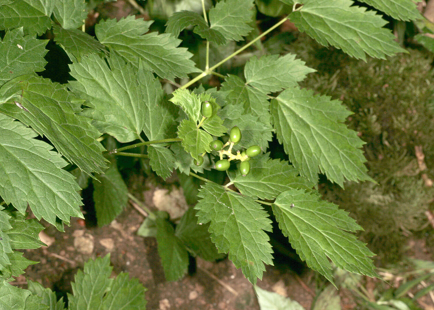 Image of Baneberry