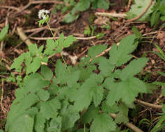 Image of Baneberry