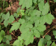 Image of Baneberry