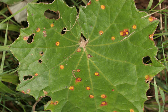 Image of Puccinia poarum Nielsen 1877