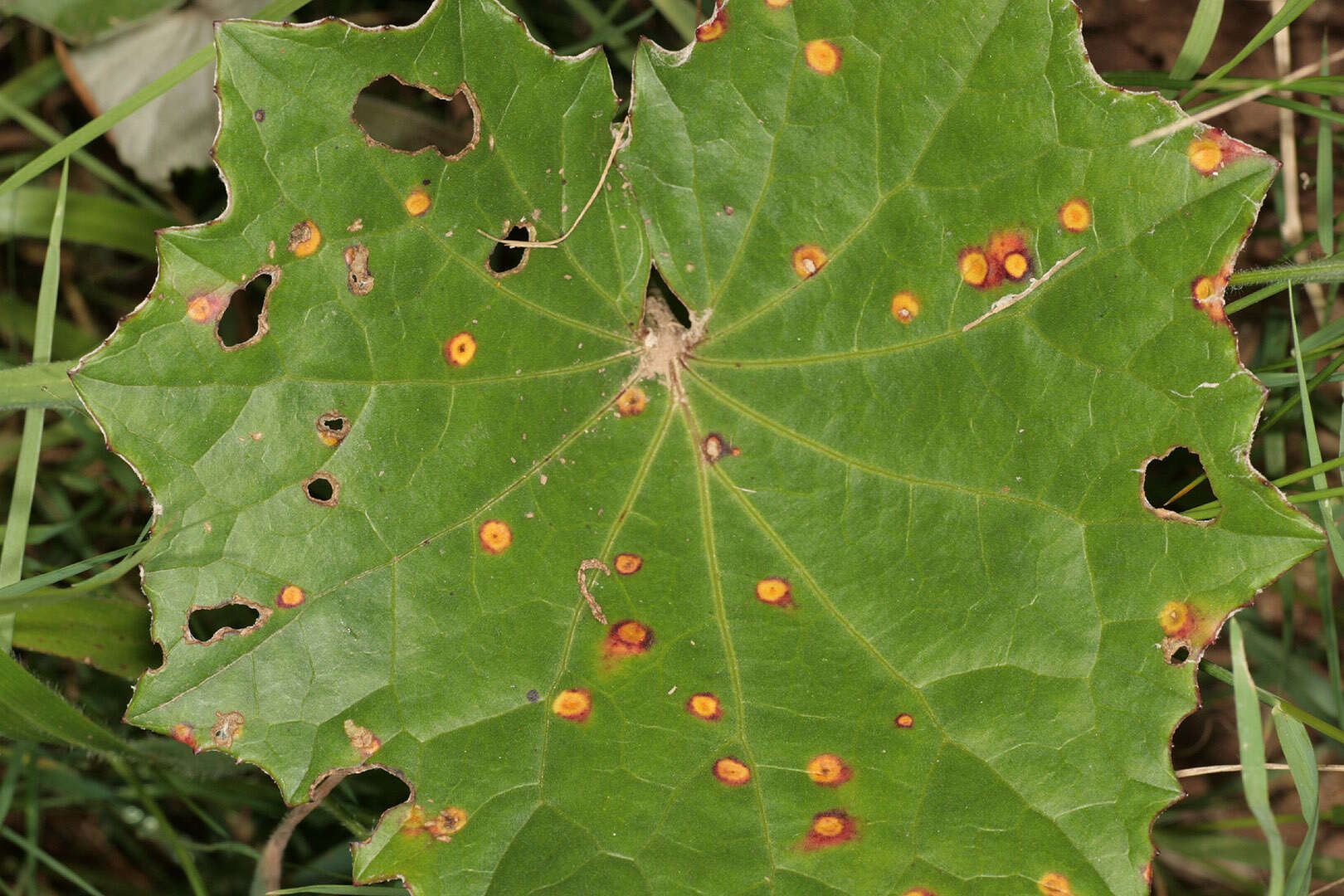 Imagem de Puccinia poarum Nielsen 1877