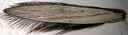 Image of Trichoptera