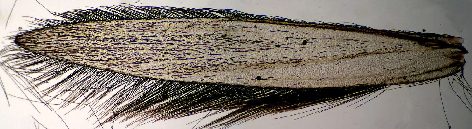 Image of Trichoptera