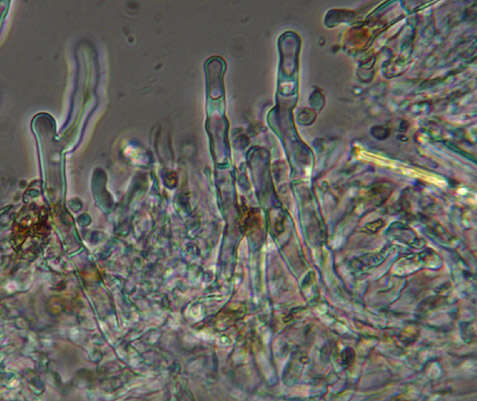 Image of Hyphodontia pallidula (Bres.) J. Erikss. 1958