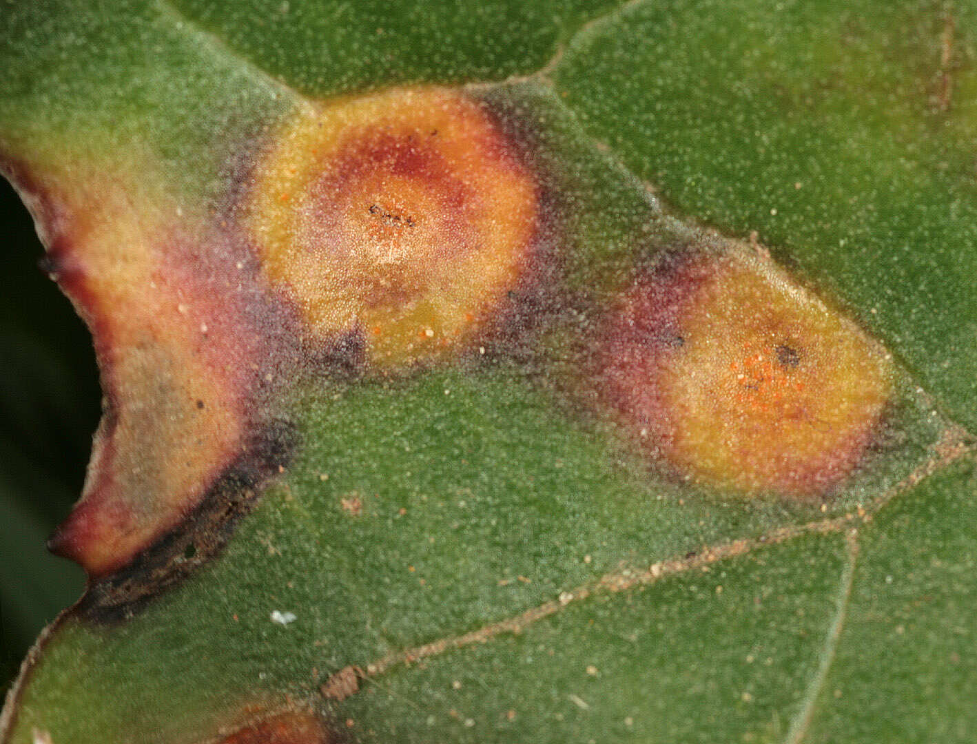 Imagem de Puccinia poarum Nielsen 1877