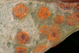 Imagem de Puccinia poarum Nielsen 1877