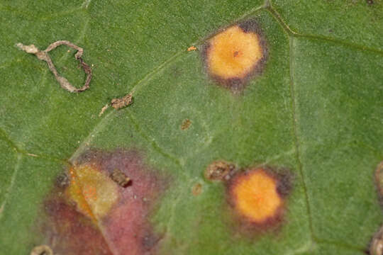 Image of Puccinia poarum Nielsen 1877