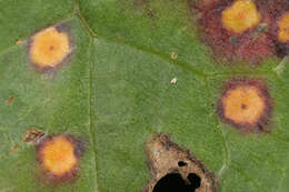 Imagem de Puccinia poarum Nielsen 1877