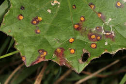 Imagem de Puccinia poarum Nielsen 1877