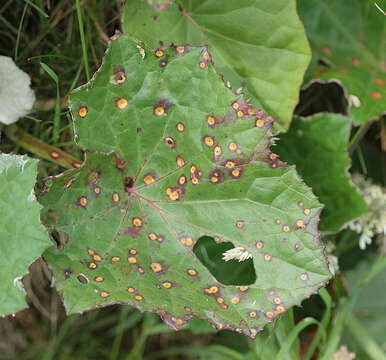 Image of Puccinia poarum Nielsen 1877