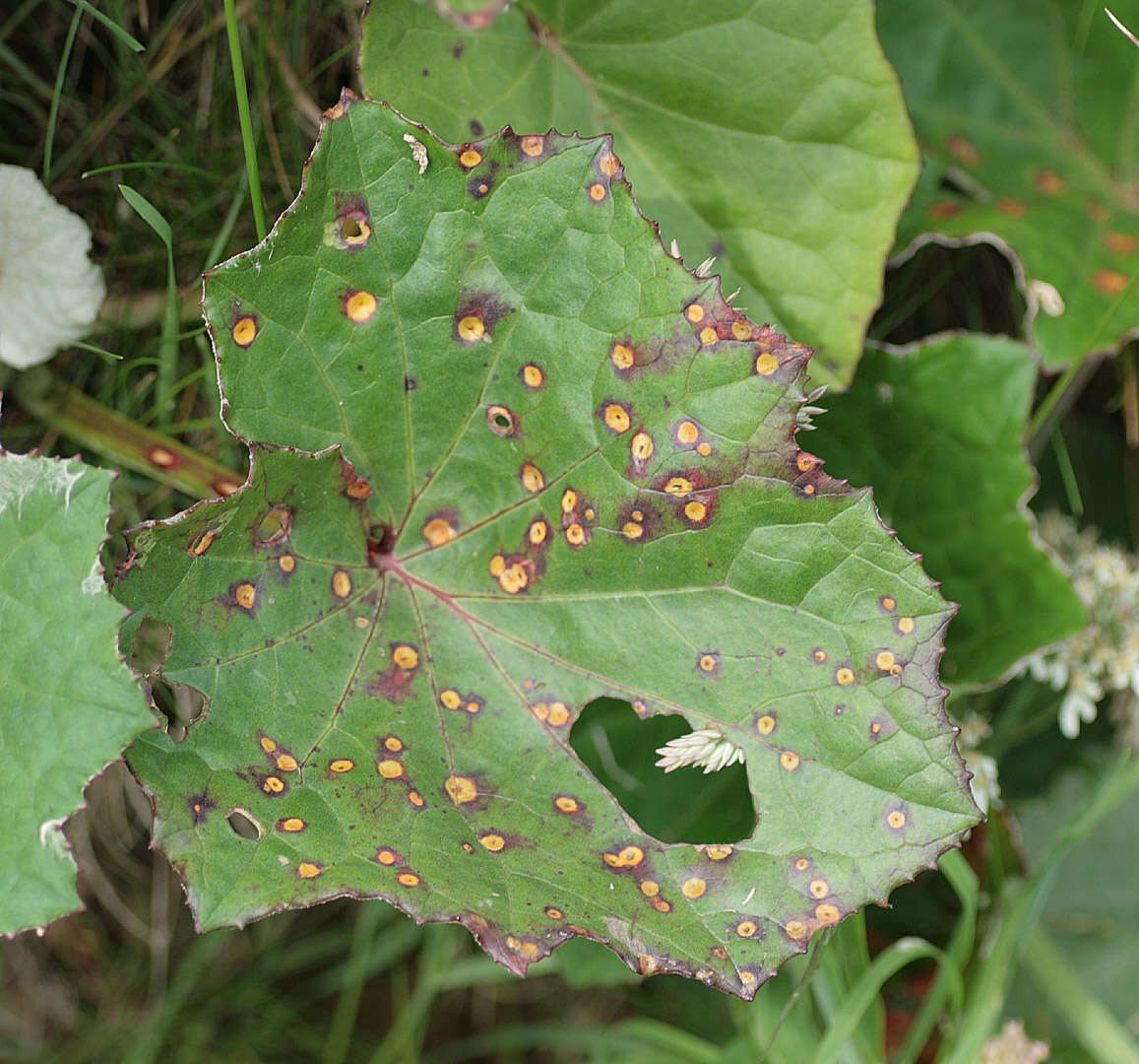 Imagem de Puccinia poarum Nielsen 1877