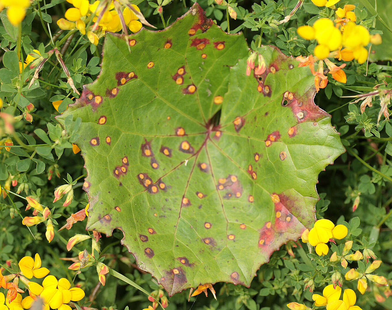 Imagem de Puccinia poarum Nielsen 1877