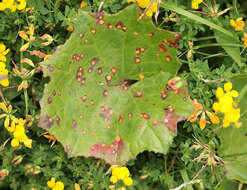 Imagem de Puccinia poarum Nielsen 1877