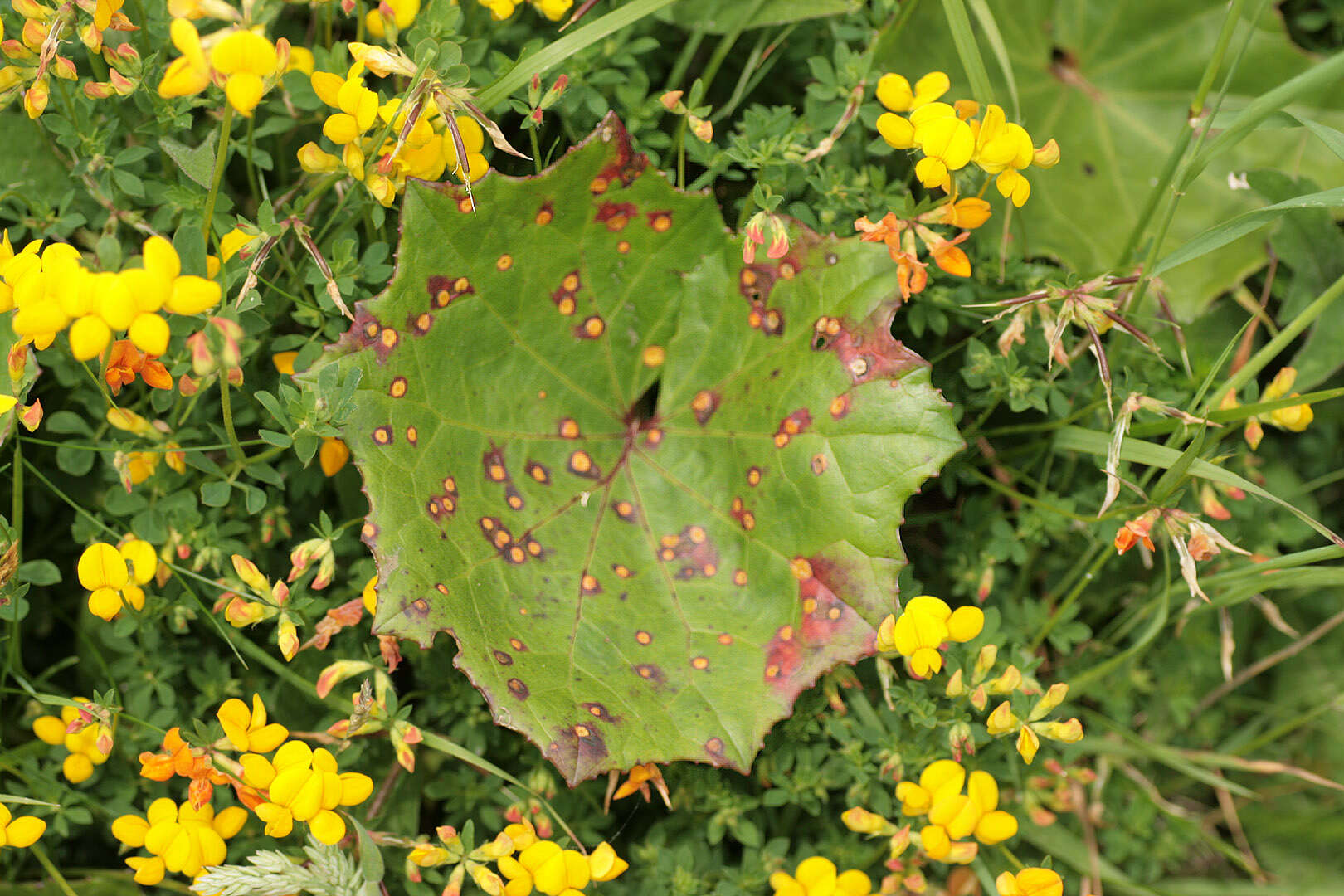 Imagem de Puccinia poarum Nielsen 1877