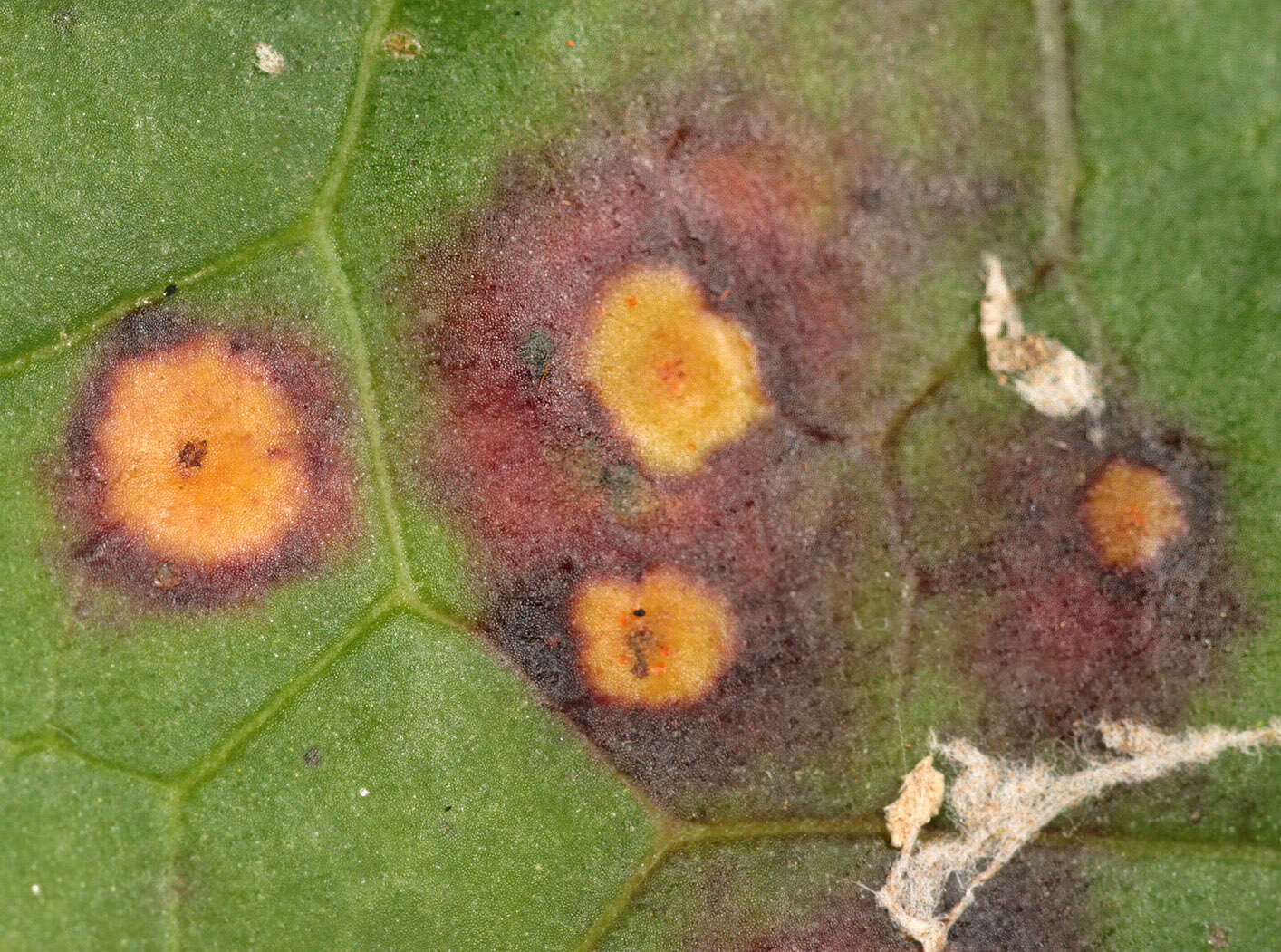 Imagem de Puccinia poarum Nielsen 1877