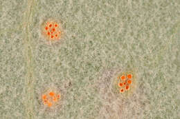 Imagem de Puccinia poarum Nielsen 1877