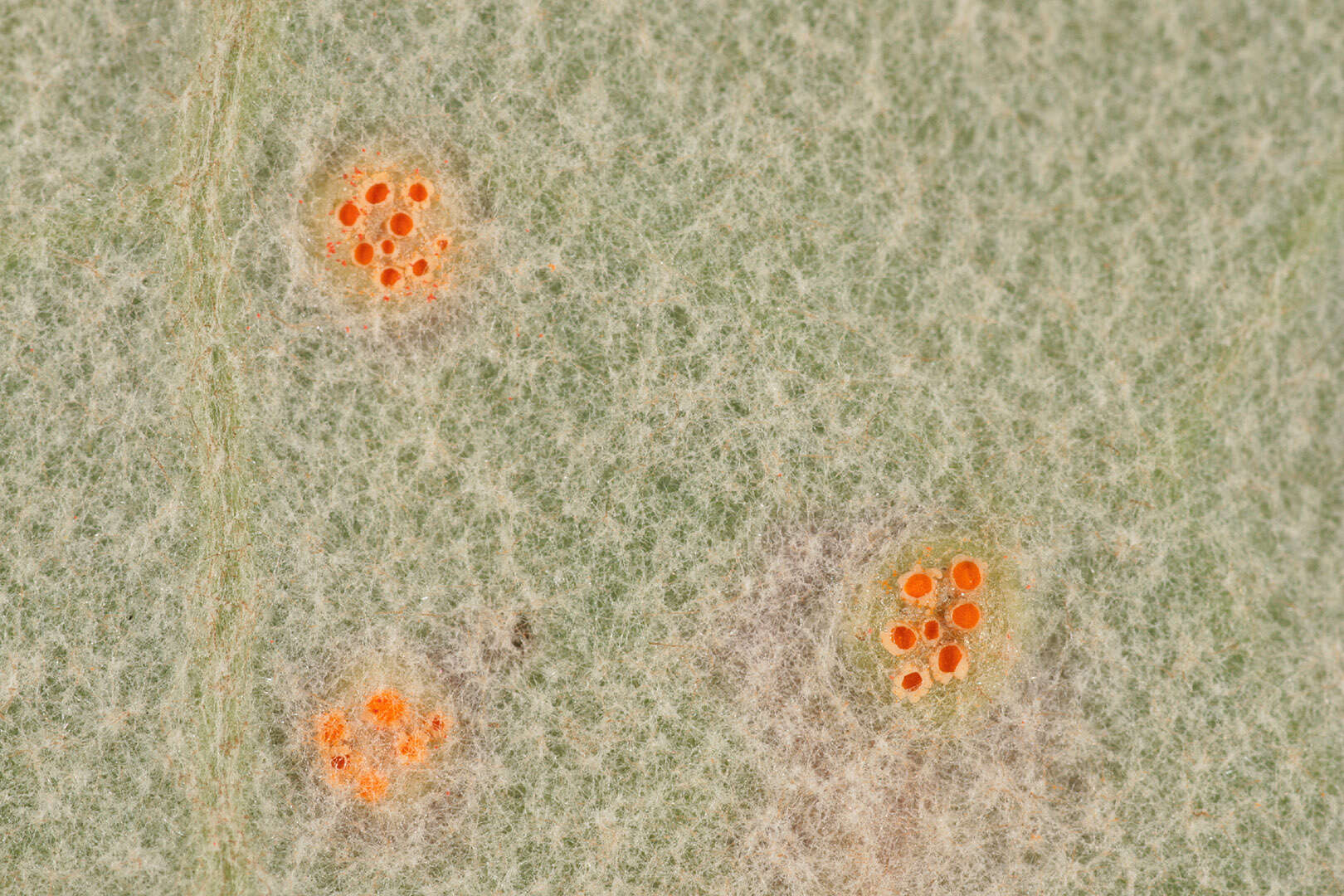 Imagem de Puccinia poarum Nielsen 1877