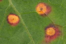 Imagem de Puccinia poarum Nielsen 1877